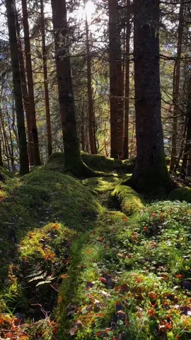 Mossy forest #nature #forest #deep #dark #cinematic #darknaturalism #darkforest #real #norway #norge #moody #twilight #Summer #moss #fyp #foryou #aesthetic #darkaesthetic #mood #wander #Outdoors #Hiking 