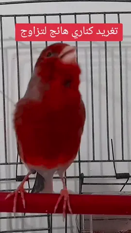 تغريد كتاري هائج لتحفيز الانثى لتخاذ وضعية التزاوج  #طيور#كناري #غناء_كناري #تغريد_كناري #Canary #Canary #Goldfinc#Chardonnere#foryou 