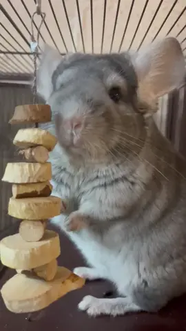 Listen to chinchilla sounds. This is my Mow Mow always crying for attention and loves.  She makes this sound daily . One of a kind chinchilla . 😍😍😍😍🤩🤩🤩🥰🥰🥰