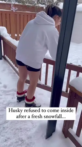 Snow-glowing Husky! ❄️❤️ This furry friend found their happy place in the snow!  #husky #dog #snowfall #snow #dogsoftiktok #dogoftheday #doggo #walenyc 