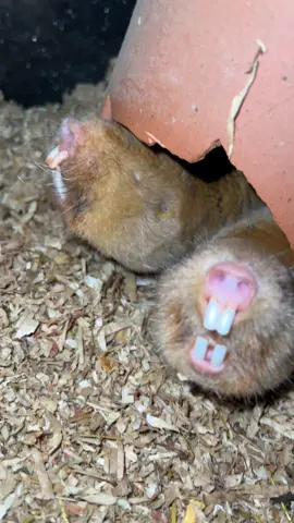 Moles are chattering their teeth and nibbling on a carrot #BVIRAL @kinkajou89.1