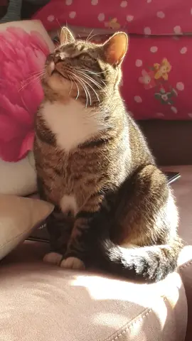 #fyp #cats #catsoftiktok #cutecat #😻😻😻😻😻😻😻😻😻😻😻 