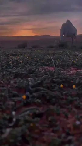 #البر #البل #ربيع #الشعب_الصيني_ماله_حل😂😂