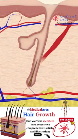 HAIR FOLLICLE CYCLE ⨙ Medical Arts Animation #haircycle #haircare #humanbody #hairfollicles  Hair is a remarkable feature of the human body, constantly undergoing a natural cycle of growth and renewal. This cycle can be broken down into four key phases, each with its unique role: Anagen Phase (Growth): This is when hair actively grows from its roots. This phase can last years, with hair growing a few millimetres each month. Catagen Phase (Transition): Following the growth spurt, hair enters a brief transitional phase where it prepares to rest. This lasts for about two weeks. Telogen Phase (Resting): For about three months, hair takes a break and stops growing but doesn't fall out. Exogen Phase (Shedding): Old hair sheds naturally, allowing new hair to grow. This is a part of the normal hair cycle, so daily shedding is perfectly normal. The hair growth cycle is influenced by genetics, hormones, and seasons, with hair typically growing faster in the summer. Nutrition plays a crucial role; a balanced diet helps maintain healthy hair growth. As we age, our hair growth cycle changes. Hair may grow slower, and some hair follicles might stop producing new hair, leading to thinning. Understanding this cycle is key to maintaining hair health and managing hair growth and loss expectations. It's a natural process indicative of the body's ongoing ability to regenerate and renew. Find more about this topic at www.MedicalArtsShop.com