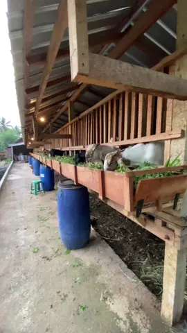 aku kamu makani wedhus disore hari😍