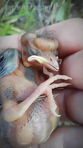 huge bit fly parasites removed from two little baby birds #botfly #botflymaggot #botflyremoval #birdtok #vet #birdslove #babybird #passarinho #parasita #berne #berno 
