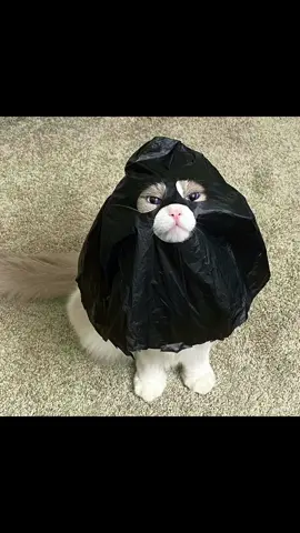🐾🎭 Disguise level: Puff! Rocking a garbage bag mask, but don’t worry, not turning to a life of crime. 😸 #ThatLittlePuff #CraftyCat #NotAThief #ChicasMalas 