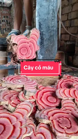 Cây cỏ máu, huyết đằng#caycomau #comau #duoclieu #bàithuocnhângianha🥰 #taybac 