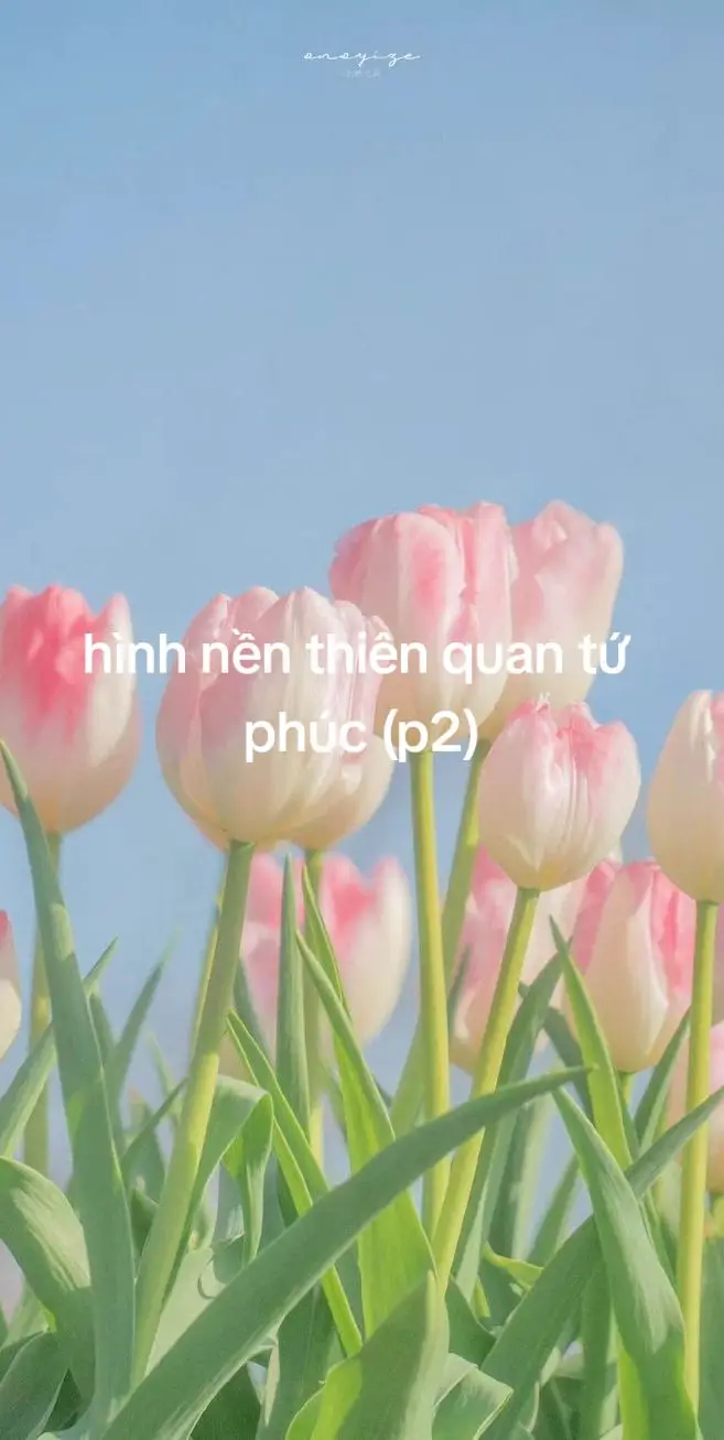 hình nền thiên quan tứ phúc (p2) 🍁🍂💕