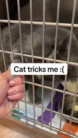 He lied to me … #catsoftiktok #cat #veterinarian #xybca #wholesome #viraltiktok #cats #heartwarming 