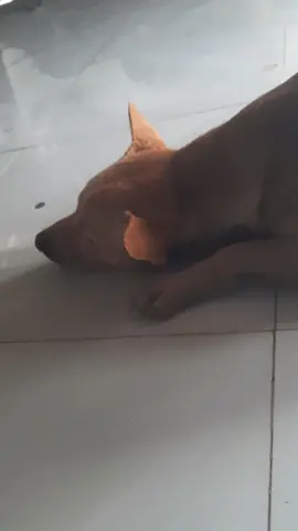 tết mà nghe hết hồn luôn trời 