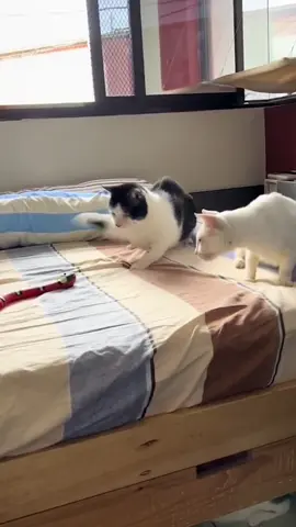 #petlover #pettoys #cat #foryou #petproducts 
