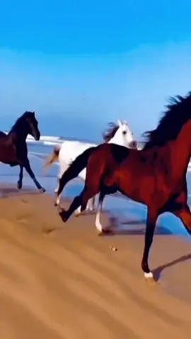 #nhạc cao bồi miền tây hoang dã