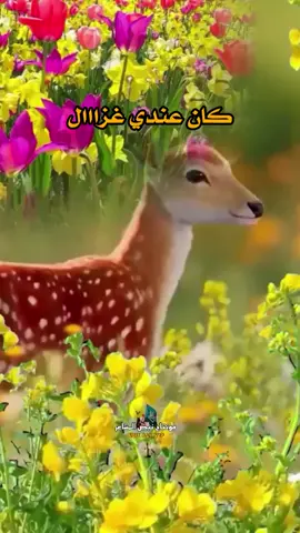 كان عندي غزااال كفو محني وعيونو حلوه وعسلية  سهاني ي خاال . وشرد مني وانا دبت فيا الحنيه #نبض_المشاعر👍 #اكسبلورexplore #الشعب_الصيني_ماله_حل #التيك_توك @نبض المشاعر ⭕🍏 @نبض المشاعر ⭕🍏 @نبض المشاعر ⭕🍏 