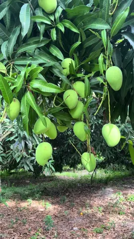 Ký ức tuổi thơ của mình gắn liền với những trái xoài này á cả nhà. Nay gốc cây cũng được hơn trăm tuổi ròi 🥹🥹🥹  7️⃣9️⃣ thả tym nhoaaaaa 😍😍😍  #quethanhbinh #xoai #mango #xoainon #ThanhThoiLuotTet #binhyen #nhacchill #nhacnaychillphet #vuatraicay 