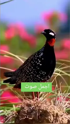 #وللك_الووو😂😂😂😂😂 #دراج #اكسبلوررررر #العراق_بغداد #اكسبلوررررر #مشاهير_تيك_توك #العراق 