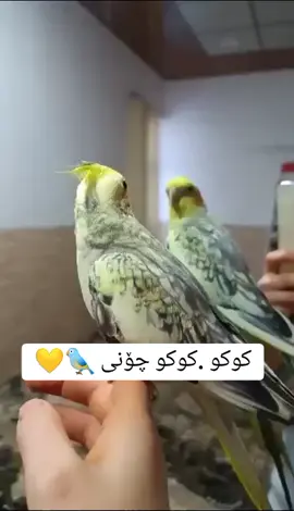 kuku 🫶🐦💛#کوردستان_سلێمانی_کەرکوک_هەولیر #following #tiktok #foryoupage #fypシ゚viral #fyppppppppppppppppppppppp #fypシ #foryou #tiktokactive #کۆکتێلی_ماڵی #koktil #fypシ #following 