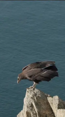 Eagle 🦅#shaheen #eagle 