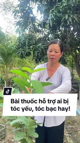 Bài thuốc dân gian từ lá ổi lụa nhà vườn hỗ trợ tóc yếu, tóc gãy rụng, tóc bạc hay cho các cô mẹ bỉm và các anh chị em đang bị vấn đề về tóc. #ThanhThoiLuotTet #asiancup2023 #ydgr #tiembaut #bautoi #LearnOnTikTok #SongKhoe247 #tralaoi #laoi #tocgayrung #tocbacsom 
