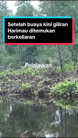 Setelah buaya menjadi ancaman dilokasi banjir Jalintim, kini giliran Harimau Sumatera,  menunjukkan wujudnya, berkeliaran di Kabupaten Pelalawan, Riau. Lokasi siraja hutan tersebut menunjukkan wujudnya, disebut-sebut di sebuah kanal Hutan Tanaman Industri (HTI), tepatnya, di TPK 16 masuk wilayah kecamatan Pelalawan. Munculnya, hewan buas ini, diunggah akun tiktok @JENDRAL HELPER 🧐🧐. Hanya, saja tidak disebutkan kapan dan dimana lokasi persisnya.  Namun postingan tersebut ditanggapi komentar. Ada yang menyebut di TPK 16. Sontak saja, sejumlah akun lain di berbagai platform medsos ramai memposting ulang. PKC TODAY sempat memverikasi kepda warga setempat membenarkan lokasi muncul harimau ini, di TPK 16 kecamatan Pelalawan: Benarkah…? Plis komen gaes. #viralpelalawan #pkctoday #pangkalankerinci #inforiau #infopku 