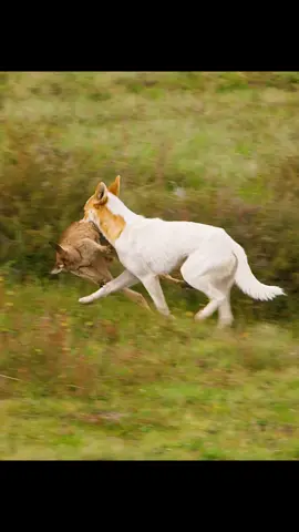 #amazinganimalsworld #wildlife #foryourpage 