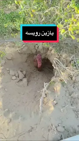 يازين رويييييييسههه #fy #fyp #fypシ #fypシ゚viral #foryoupage #meme #فتى_الجبل #فتى_الجبل😂 #مزبرق #تبرد #قيل #شيخنا_الحبيب_فتى_الجبل #فتى_الجبل_المعاصر #الاحساء #الدمام #البحرين #اندونيسيا 