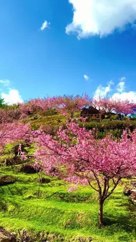 พญาเสือโคร่งบานแล้วนะครับทุกคน ปี 2567  🌸🌸🌸 17/01/2024 #ดอกพญาเสือโคร่ง #ขุนวาง #ดอยอินทนนท์ #เชียงใหม่ #บันทึกความทรงจำ