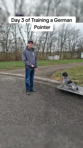 Milo is learning so fast!! #DogTraining #dog #puppy #germanpointer #familyfavoritek9 #fyp 