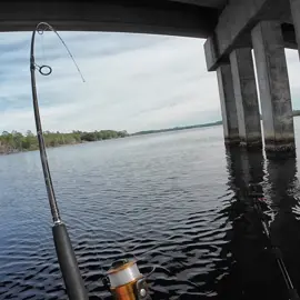 How to Catch a Bridge GIANT! #fyp #fishing #saltwaterfishing #kayakfishing 