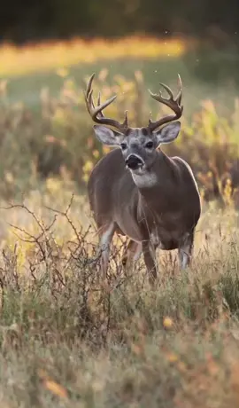 Young man with all the potential! 🦌 Follow for more whitetail thirsttraps!  • • • • • • • • • Vc:@LasRaicesRanch  #wildlifephotography #whitetail #deertiktok #Godscountry #Rut #bowhunting #deercountry #whitetailhunter #10points #booneandcrockett #sportsman #deerwoods #legend #bigbuckdown #popeandyoung #deer #Outdoors #outdoorsman #realtree #realtreeoutdoors #mossyoak #bonecollector #whitetailbuckdeer #whitetailfeaver #whitetails #meateater #bullwinkles #hunting #huntingseason #huntingtiktok #200inchwhitetail #Callofthewild #duckhunter #deerhunting #hunting #hoghunting #bearhunting #squirrelhunting #bigdeer 