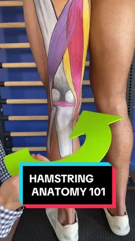 Surprise! We’re getting uncharacteristically up close and personal today to teach you about yo hamstrings! 🤭  Your hamstring muscles connect all the way up at your sitz bones, or ischial tuberosity. Go ahead and feel that area. Why? Because you can.👐The hamstrings then run down the back of the leg with the Semitendinosus and the Semimembranosus running to the inside of the knee and the Biceps femoris connecting on the outside of the femur.  What do the hamstrings do? They help to flex the knee and bring the heel towards the seat. When the foot is planted and the hips hinge back, like you would for an RDL or DL, the hamstrings contract to upright you. If you are standing with an extended lumbar spine, the hamstrings can help to posteriorly tilt you into more of a neutral position. 👏  Hamstrings 101. Get to know your body! 🫡 #anatomy #art #hamstring #muscles #pain #knowledge 