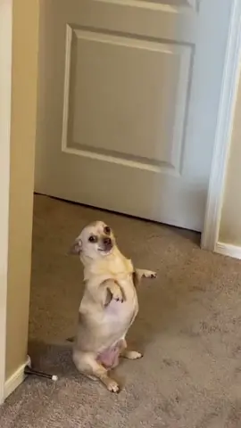 Taylor Swift fact: The “tallest tiptoes” line of this song was written about Gracie 🥰 @@Taylor Swift