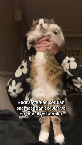 Herkes böyledir umarım #catsoftiktok #keşfet 