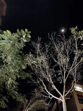 #CapCut #foryou #fyb #عمرو_دياب #for #fypシ #fo #amrdiab 