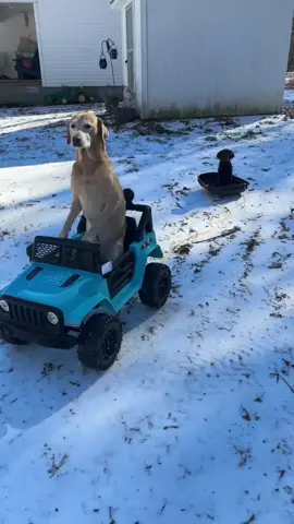 Shawty first snow day ! #1sttimesnow #snowday #snowday2024❄️ #letitsnow #mississippi #icey #sledding #neverseenbefore #neverseensnowbefore #puppy1stsnow #cutepuppy #puppylove #cute #makemyday #makemyheartsmile #fyp #trend #trending #target #jesuslovesyou 