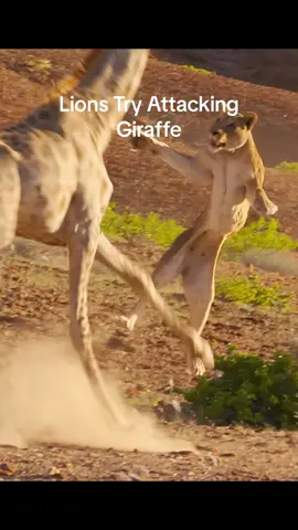 ❗️Lions Attack Giraffe❗️#wildlife #animals 