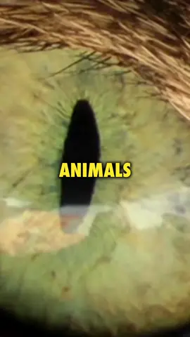 Cats are reptilians. #ninjasarebutterflies #podcast #sundaycool #comedy 