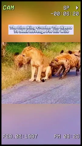 The lion king crushes the hyenas to seek revenge for his wife. #wildanimals #animals #foryou 