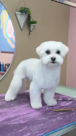 a single flea #dogs #doggrooming #maltese #dogsbylogan