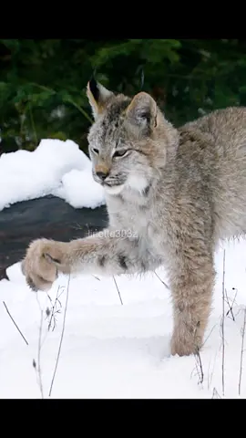 That's so cute, I want one. #trend #foryoupage #tiktok #fyp #viral #amazinganimals #animalworld #animals #wildanimals #hunter #cat #cute 