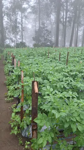 #manutpusat #pakdhebaz #lerengmerbabu #lerenggunung #petanikentang #laregunung #fyp #fypシ 