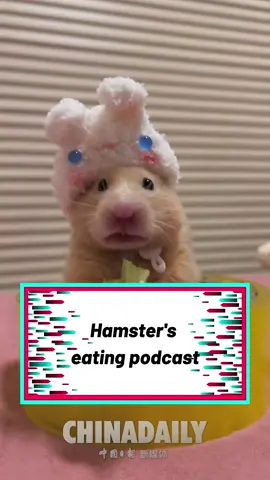 #TrendingNowHow cute is this hamster? #cute#hamster#fyp