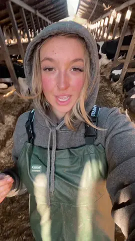Fed up of the ❄️ weather #agrispec🤠 #womaninagriculture #fyppppppppppppppppppppppp #girlsthatfarm🌾🌾 #cowsarejustbigdogs #agrispec08 #yfcdoitbest #farmersoftiktok #dairyfarm #cowsoftiktok 