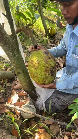 Nay cắt mít đỏ nha