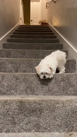 You can do it!🐶 🥰tag your friends🥰 Follow us @maltesecutes Follow us @maltesecutes ...................................... ...................................... 🎥bokchoy.bokbok #maltese #maltesers #malteseofficial #maltesebaby  #maltesepup #maltesedog #maltesefamily #malteses #malteseoftheday #malteseinstagram  #maltesepoodle #malteser  #malteseterrier #maltesenation  #malteselove #malteselovers  #malteselover #malteseworld  #maltesemix #maltesecutes #maltesegram #esmaltesecores #maltese101 #malteseshihtzu  #m