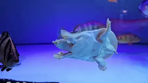 Albino Chinese Soft Shell Turtle Pelodiscus Sinensis https://aquaristmarketplace.co.uk/product/albino-chinese-soft-shell-turtle-pelodiscus-sinensis/