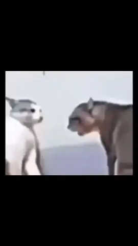 macarena... #audiosengraçados #viral #cat #fyp #gatostiktok #catdance 