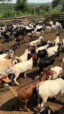 Successful goat keeping requires proper fencing, a diverse and nutritious diet, veterinary care, adequate shelter, and attention to breed-specific needs, such as social interaction for these curious and social animals. Join us on the 26th Jan , 2024 for the #ypaagribusinessforum to learn more about goat keeping from the best in business. Tickets go for 50k for general public and 30k for YPA members  Call us on 0703000034 to book yours  #goats #YPAgribusinessForum #ypagoats 