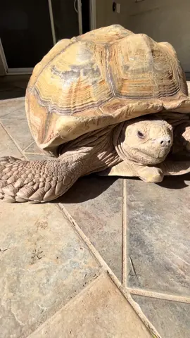 If you could ask a wise desert tortoise one question, what would it be? Coke or Pepsi? #deserttortoise #tortoise #tortoisesoftiktok #tortoisetok #cokeorpepsi #cokeorpepsichallenge #shellboy #🐢 #PetsOfTikTok #arizonalife #tortiesoftiktok #adoptatortoise #themeaningoflife #cowabunga 