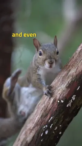 Spittin some facts avout Squirrels 👀 #AnimalFacts #randomfacts #interesting #educational #squirrel 